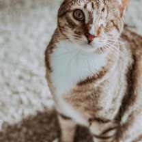 Thumbnail photo of Peter Parker #2