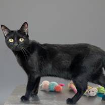 Thumbnail photo of Layla #1