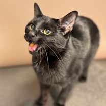 Thumbnail photo of Layla #2