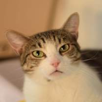 Thumbnail photo of Villa #1