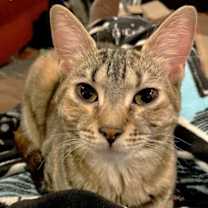 Thumbnail photo of Maple #1