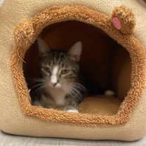 Thumbnail photo of Camel aka Wobbles #2