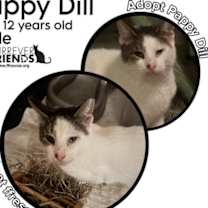 Thumbnail photo of Pappy Dill #1