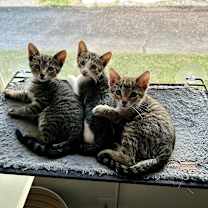 Thumbnail photo of Russell #4