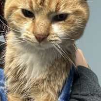 Thumbnail photo of Mango #2