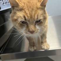 Thumbnail photo of Mango #4