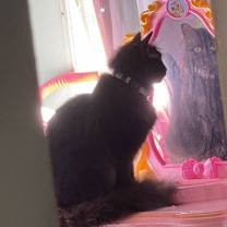 Thumbnail photo of Willow #4