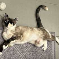 Thumbnail photo of Two Face #1