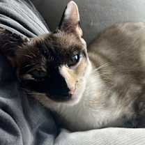 Thumbnail photo of Two Face #2