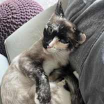 Thumbnail photo of Two Face #4