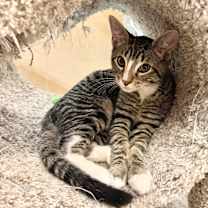 Thumbnail photo of Cakes #1