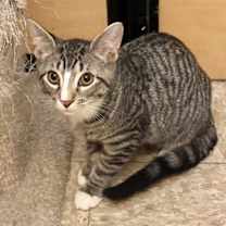 Thumbnail photo of Cakes #2