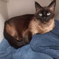 Thumbnail photo of Meko #1