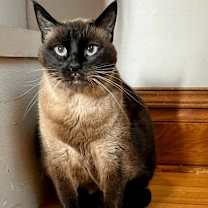 Thumbnail photo of Meko #2