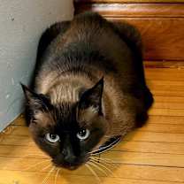 Thumbnail photo of Meko #4