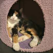 Thumbnail photo of 1025-130 Cami #1