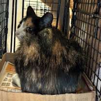 Thumbnail photo of 1025-130 Cami #2