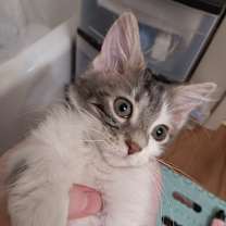 Thumbnail photo of Rhaena #1