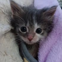 Thumbnail photo of Rhaena #3