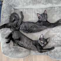 Thumbnail photo of Leotie and Flounder #1