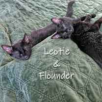 Thumbnail photo of Leotie and Flounder #2