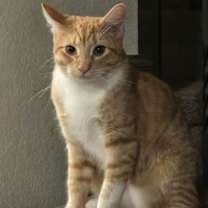 Thumbnail photo of Broccoli #3