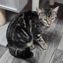 Thumbnail photo of Violet #2