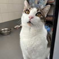 Thumbnail photo of Tomato #1