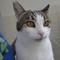 Thumbnail photo of Tomato #3