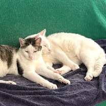 Thumbnail photo of Graham (bonded with Marshmallow) #2