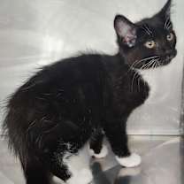 Thumbnail photo of PJ #2