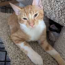 Thumbnail photo of Cheddar Bay Biscuit #1