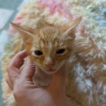 Thumbnail photo of Cheddar Bay Biscuit #2