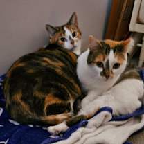 Thumbnail photo of Angel & Stormy #1