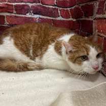 Thumbnail photo of Cooper #3