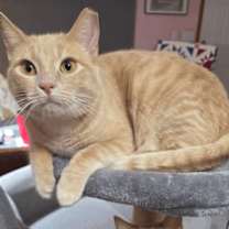 Thumbnail photo of Donut #1