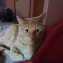 Thumbnail photo of Donut #2