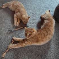 Thumbnail photo of Donut #3