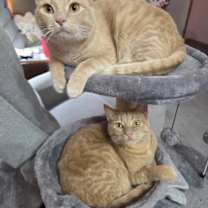 Thumbnail photo of Donut #4