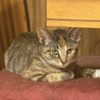 Thumbnail photo of Tara #1