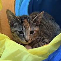 Thumbnail photo of Tara #3