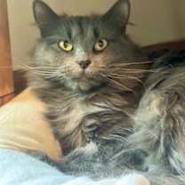 Thumbnail photo of Nala #1