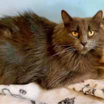 Thumbnail photo of Nala #3