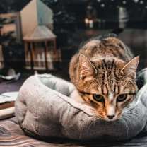 Thumbnail photo of Betty Lou #3