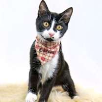 Thumbnail photo of Eagle #1