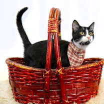 Thumbnail photo of Eagle #3