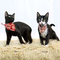 Thumbnail photo of Eagle #4