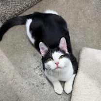 Thumbnail photo of Mustard #2