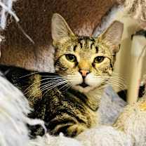 Thumbnail photo of Dex #1