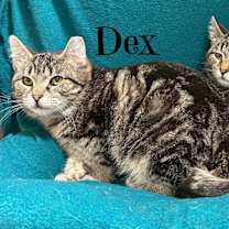 Thumbnail photo of Dex #2